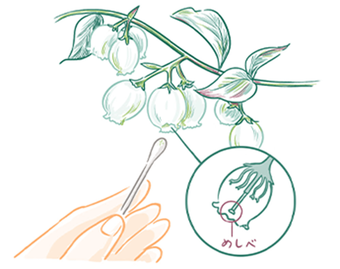 受粉させているイラスト