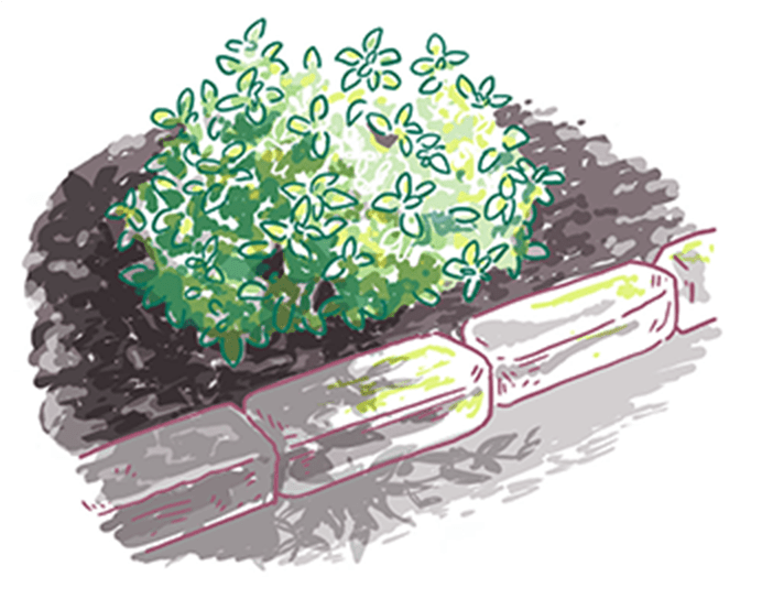 花壇のイラスト